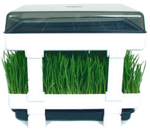 Healthy Sprouter cs�r�ztat� t�lca